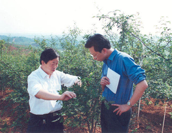 2001年6月，农民日报记者王玉琪在湖北谷城县采访当地花椒产业