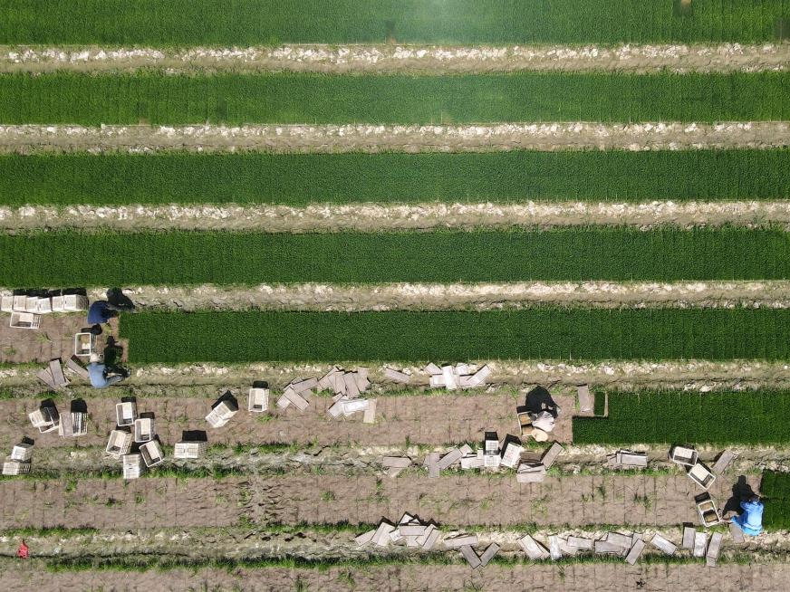 安徽肥西：水稻插秧忙