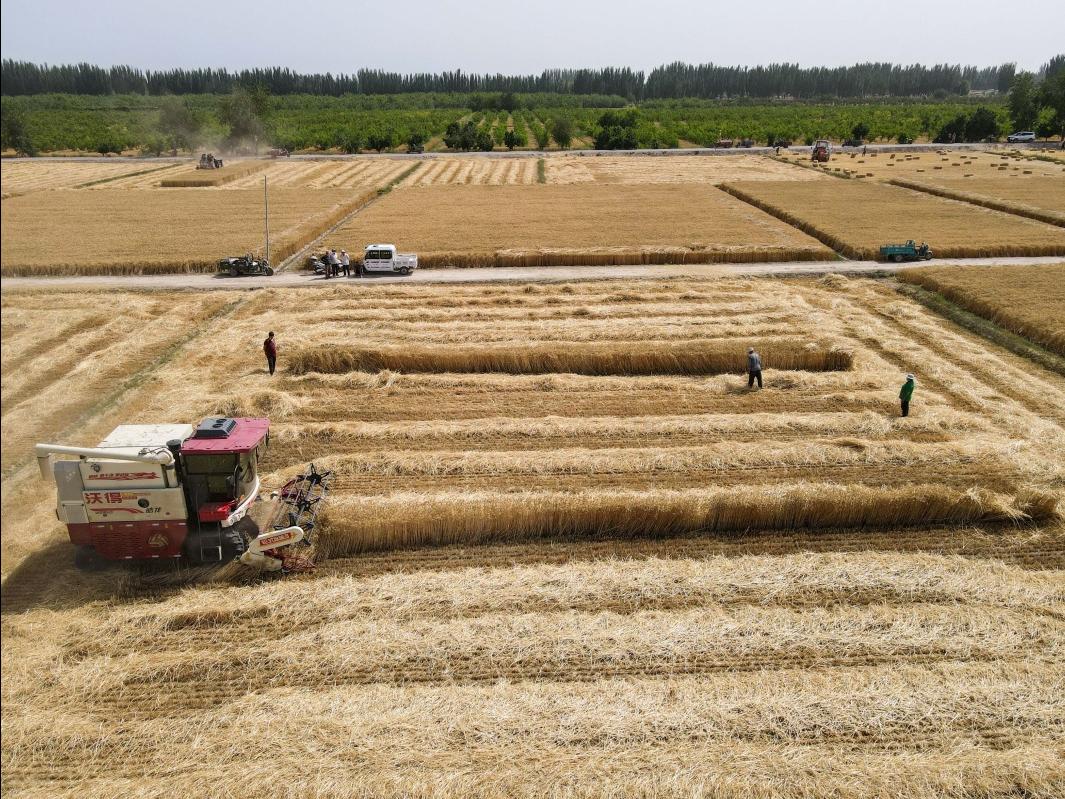 新疆夏粮陆续进入收获期