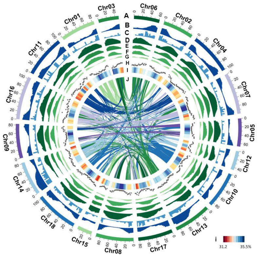 我国科学家获得首个染色体级别橡胶树参考基因组图谱1276.png