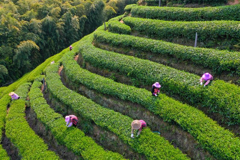 一叶见方寸一茶现万千 不同国家如何饮茶？