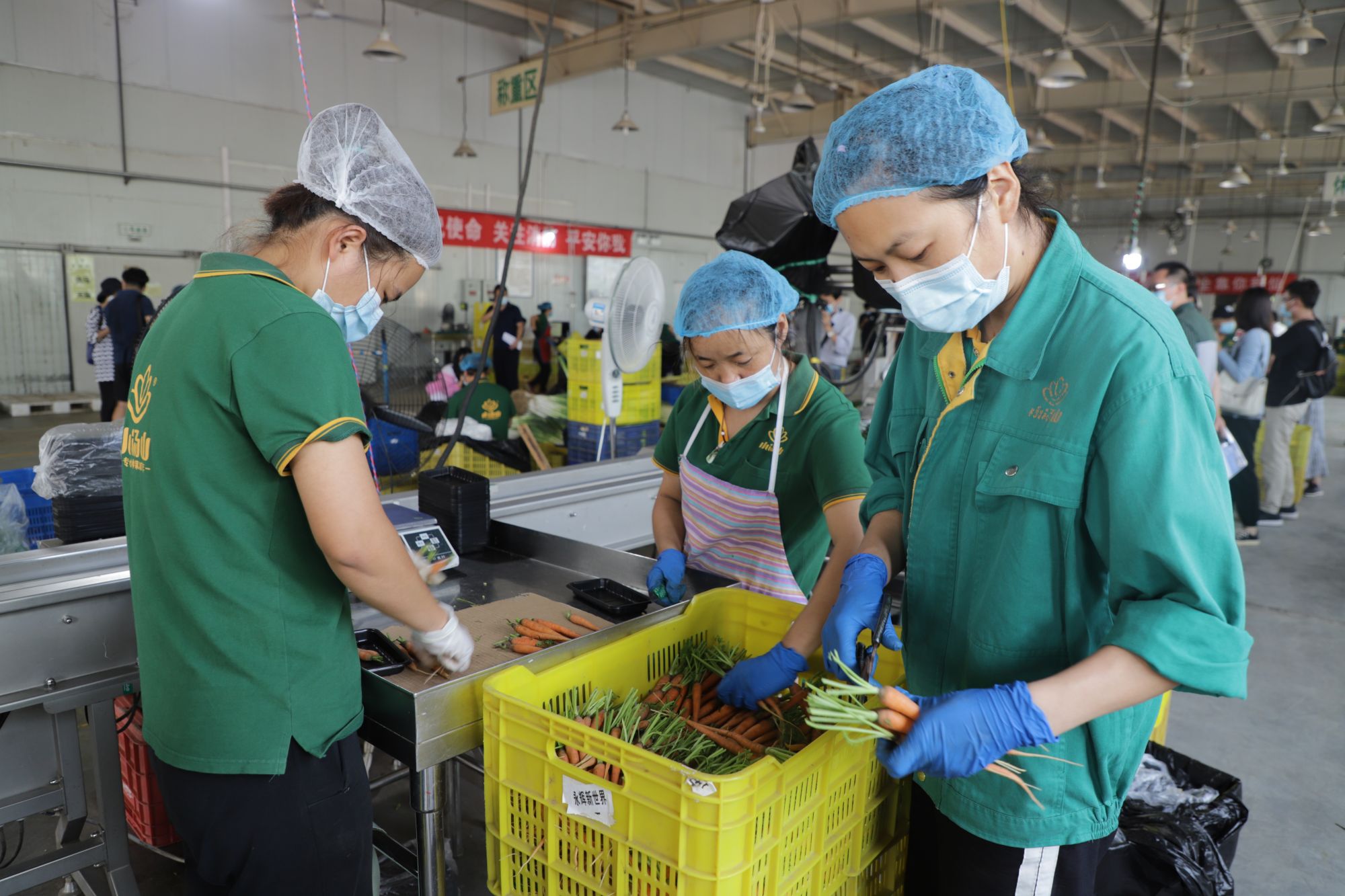 3.在蔬菜加工车间内，工作人员戴好口罩、手套和头套忙碌着。王琳琳 摄