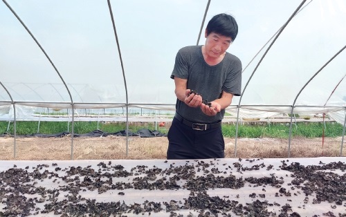 　李屯村党支部书记李纪军在察看木耳干。.jpg