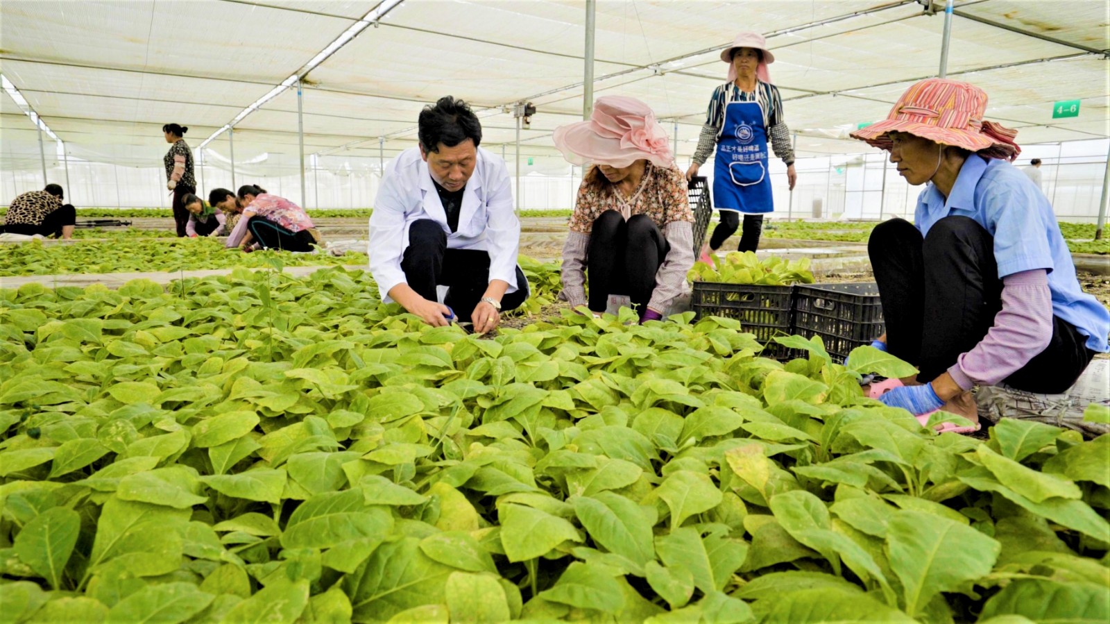 2021年，保山市隆阳区分公司精细化推进蚜茧蜂“扩繁”工作.jpg