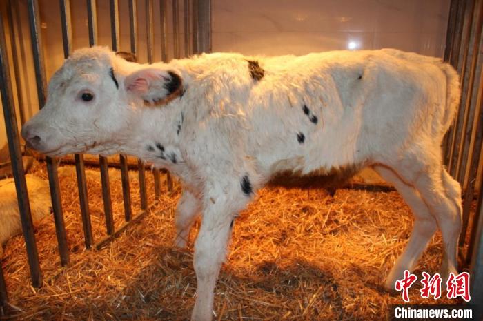 近日，由西北农林科技大学奶牛种业创新团队培育的“克隆奶牛”顺利出生。　杨凌融媒体中心供图
