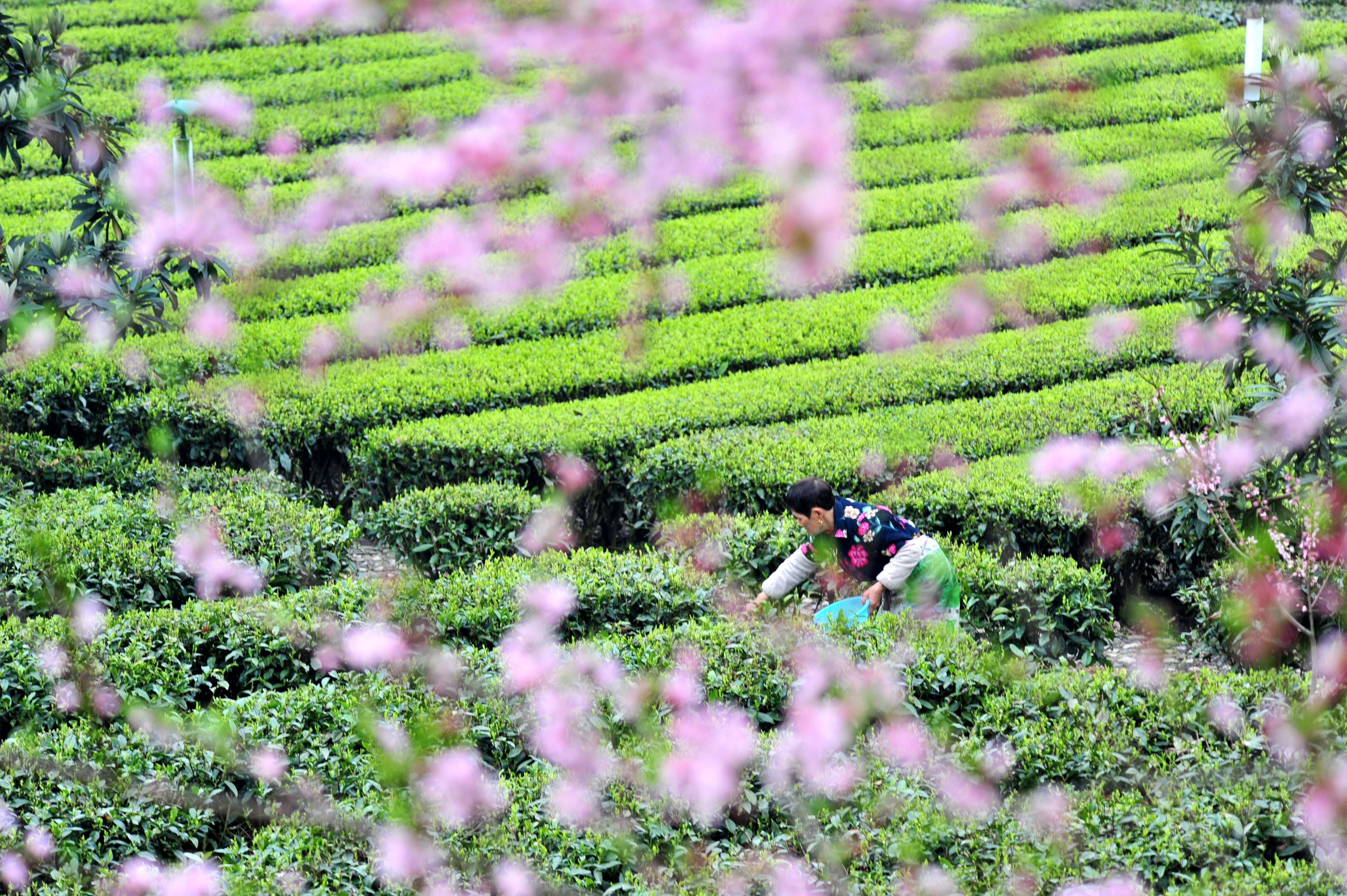 《茶业战争》：走进茶叶背后的历史、经济与