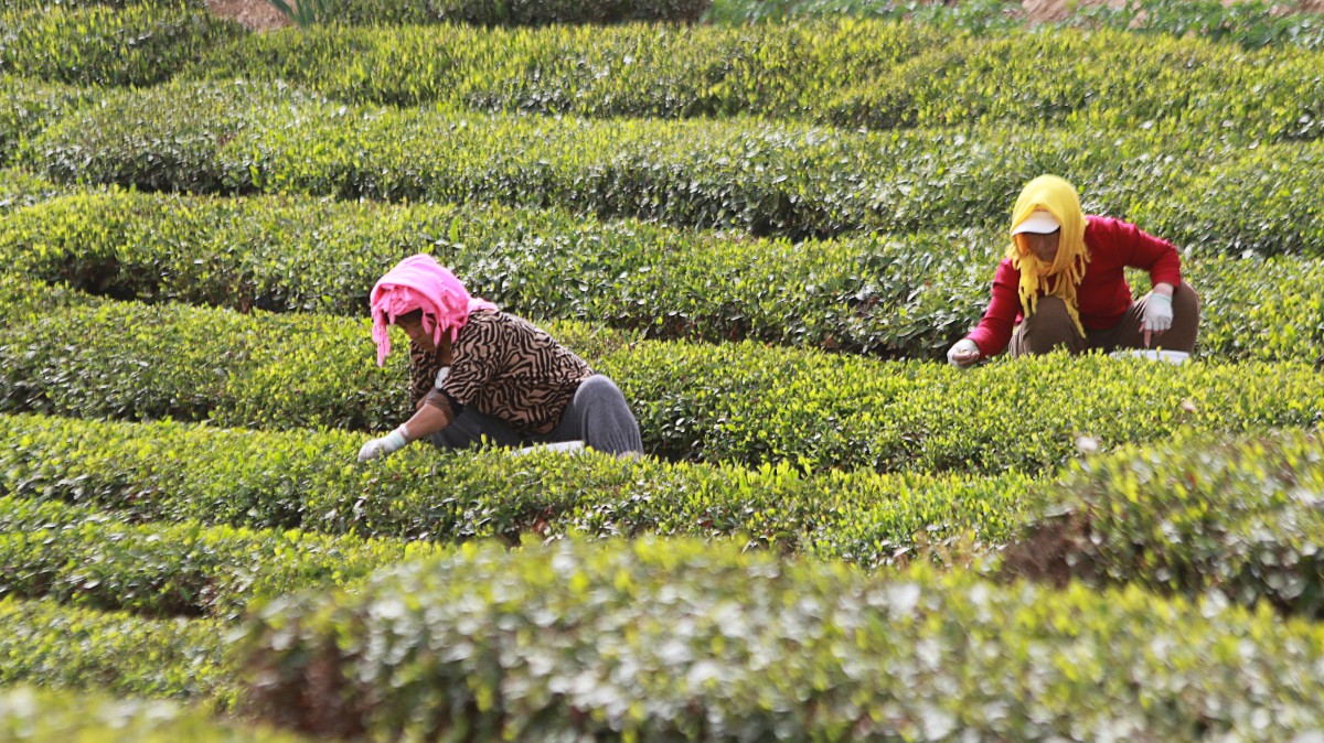 山东青岛：绿茶丰收季 茶农采摘忙