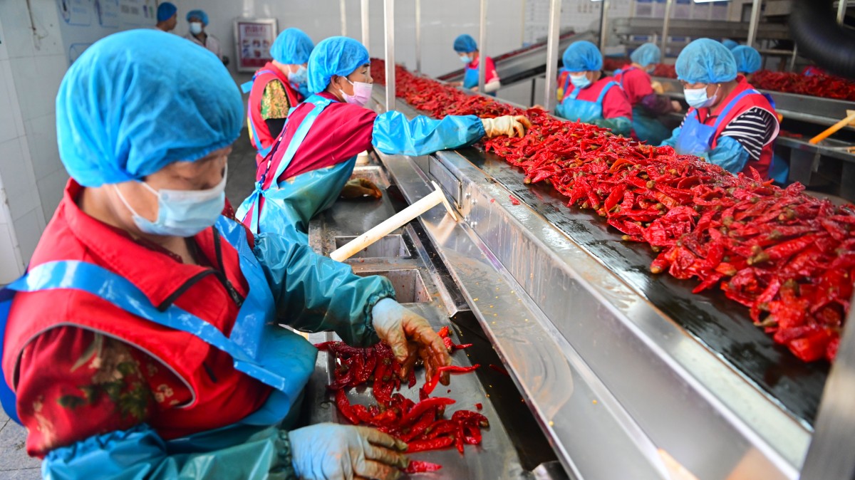山东武城：辣椒产业带动2万人就业