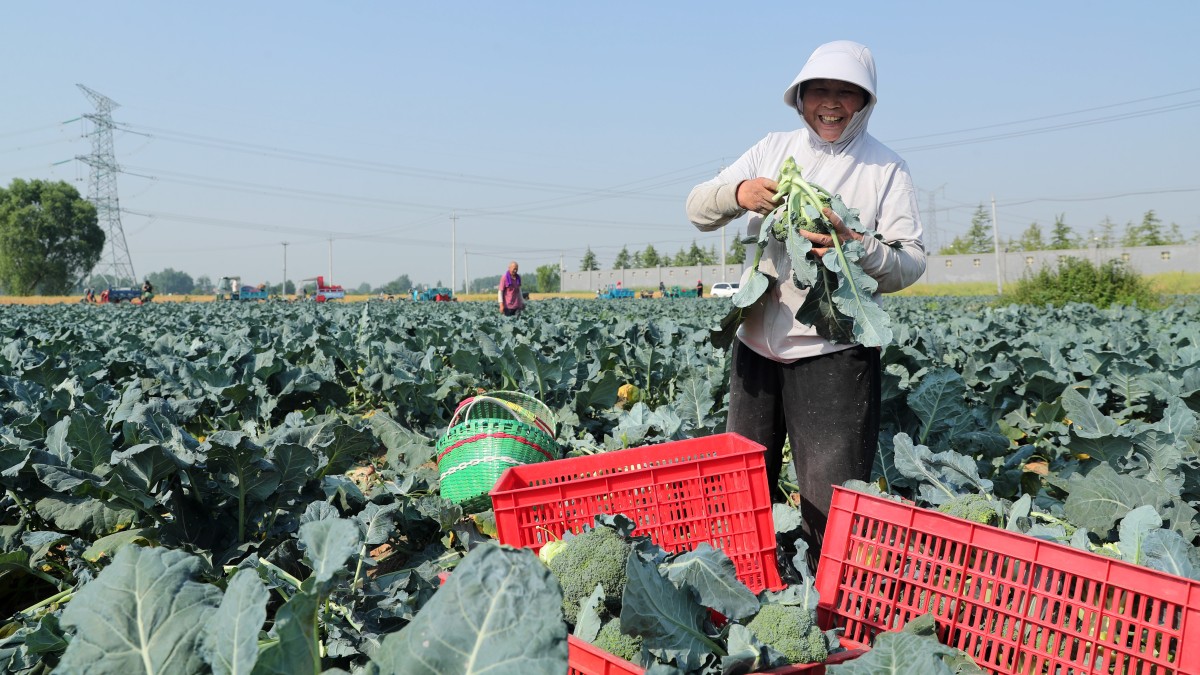 安徽蒙城：发展“订单”蔬菜 助推农民增收