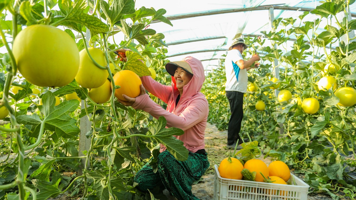 河南宁陵：推广温室大棚种植优质果蔬