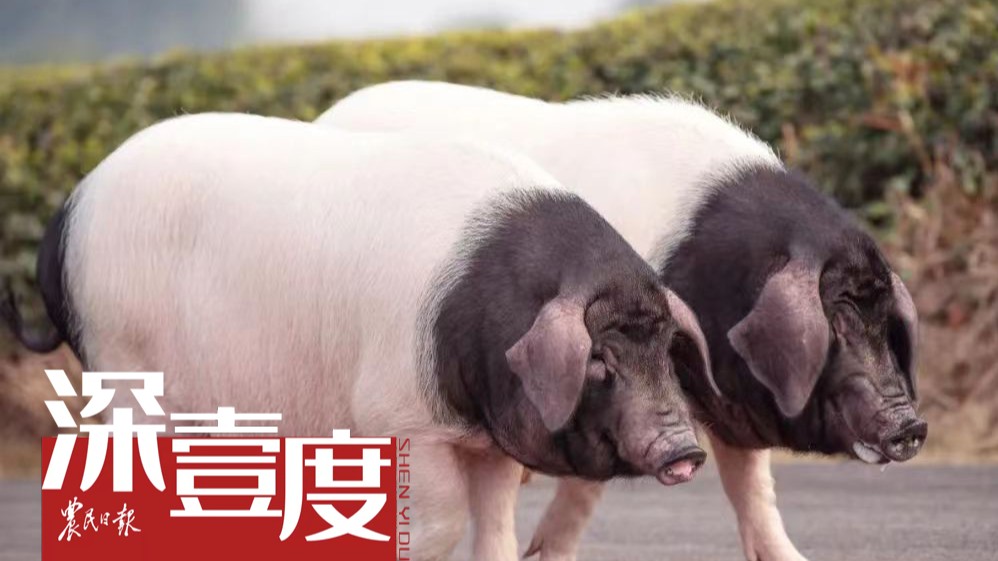 “两头乌”如何实现“两头热”？