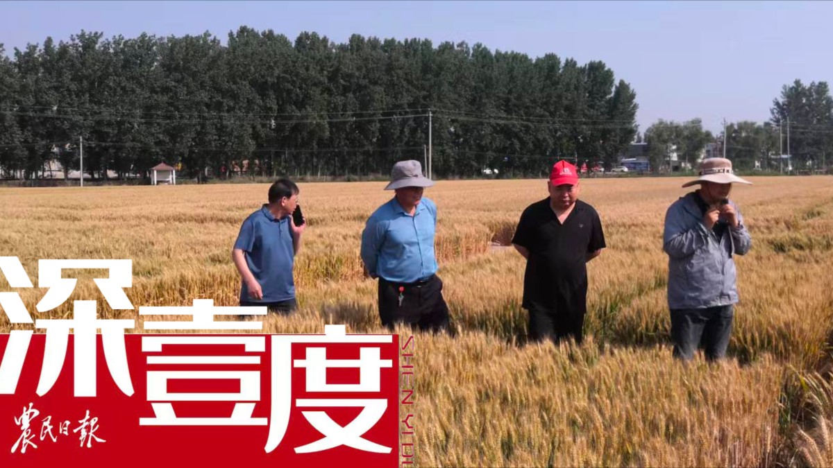 小麦何以大面积单产提升？