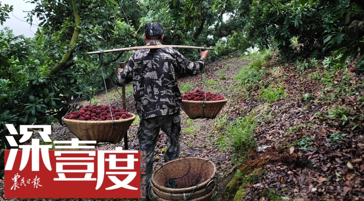 我家有棵杨梅树