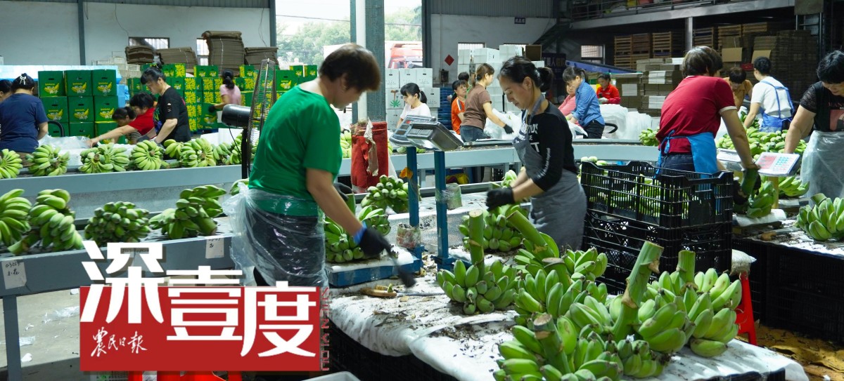 从“禁止蕉绿”发现农产品情绪价值营销
