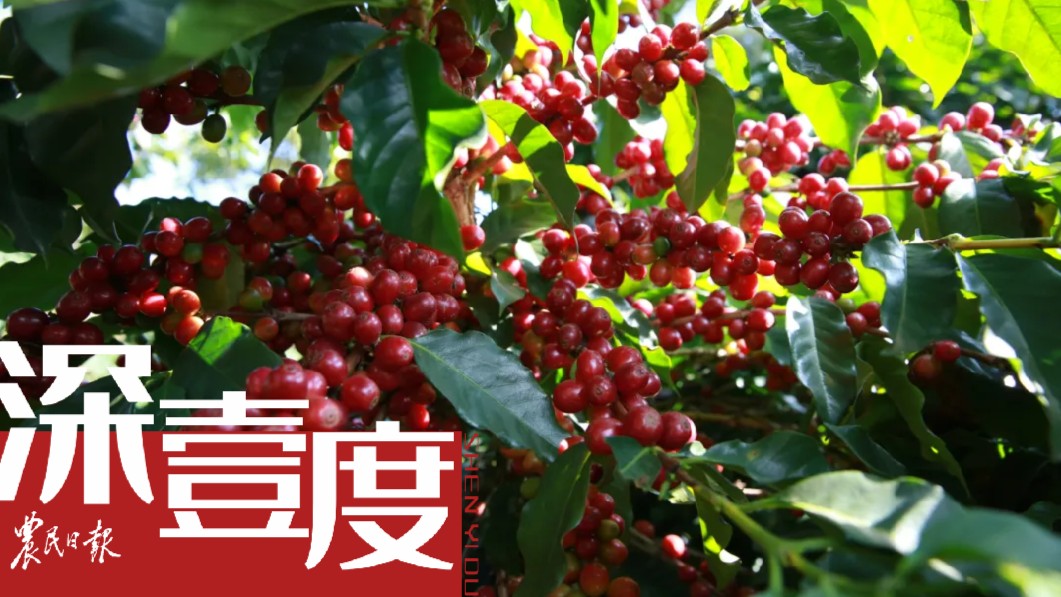 一杯好咖啡的寻味之旅
