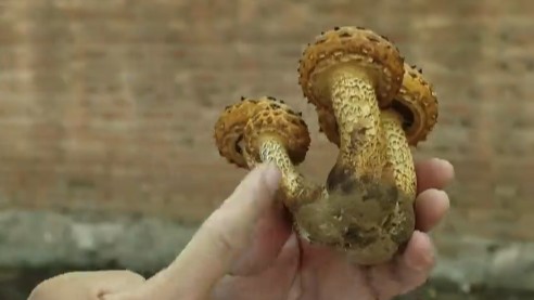 奇妙时刻品种篇02｜食用菌黄伞