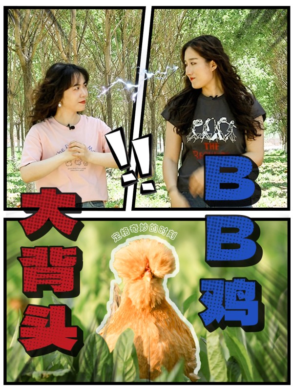 奇妙时刻品种篇01｜北京油鸡