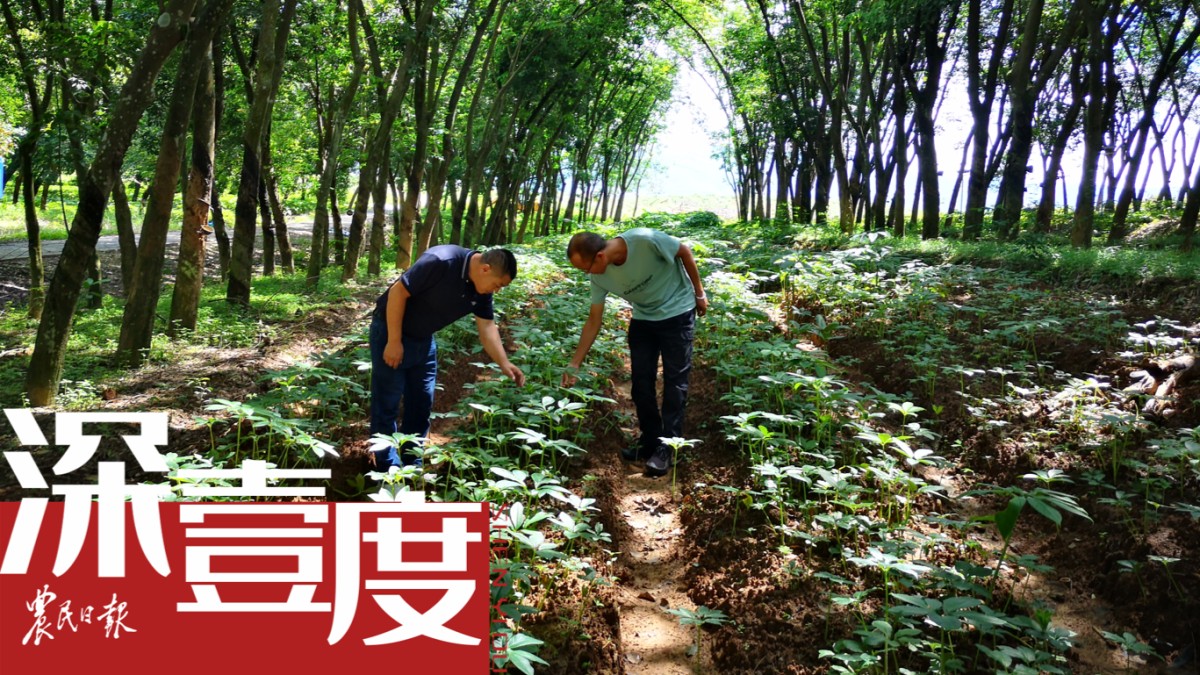如何让橡胶园生态种植更生“金”