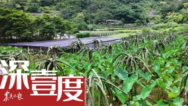 “热作优先”，石漠化治理新战略