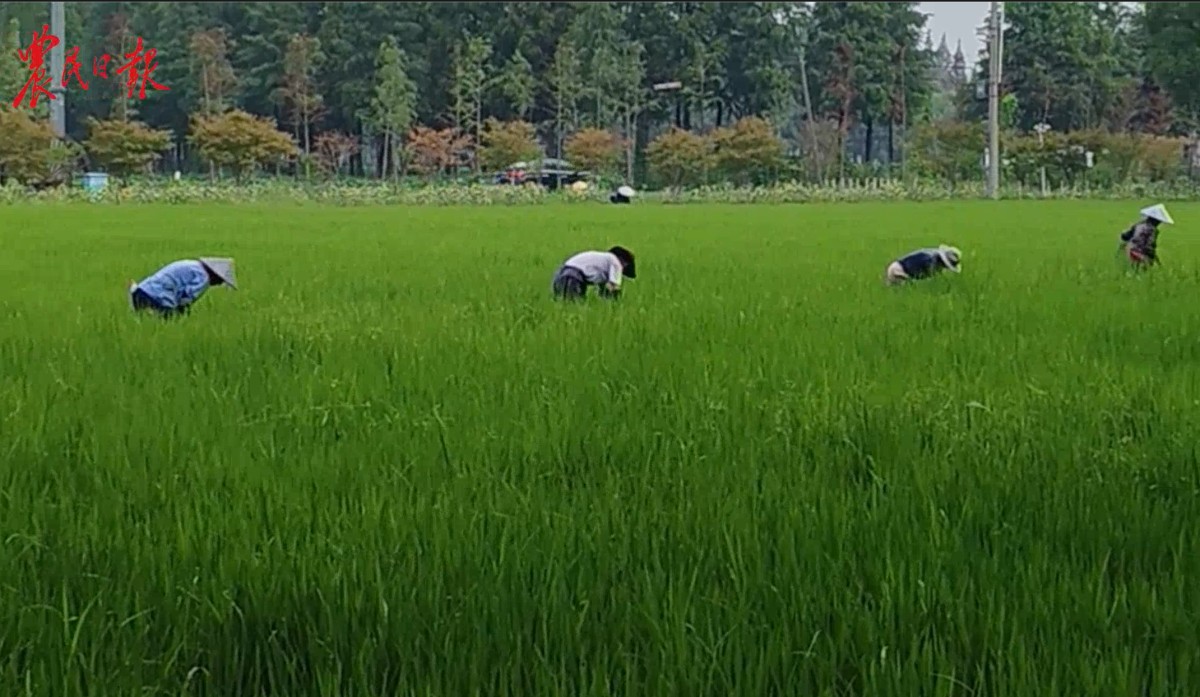 驻村手记 | 江苏常熟市蒋巷村：让村庄成为幸福的家园