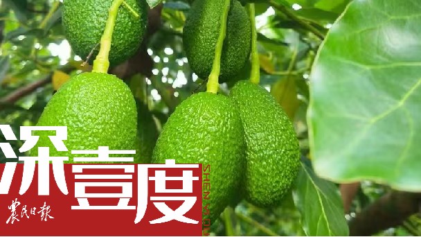 牛油果：从“洋水果”到“土特产”