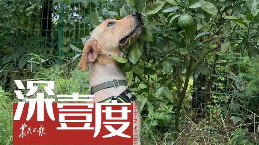 “嗅”出黄龙病