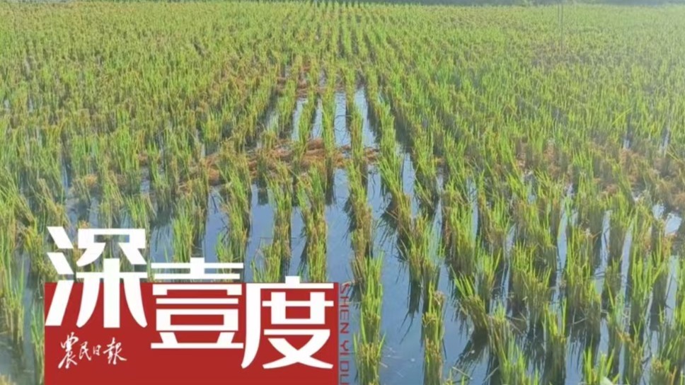 再生稻，如何让一田多收？