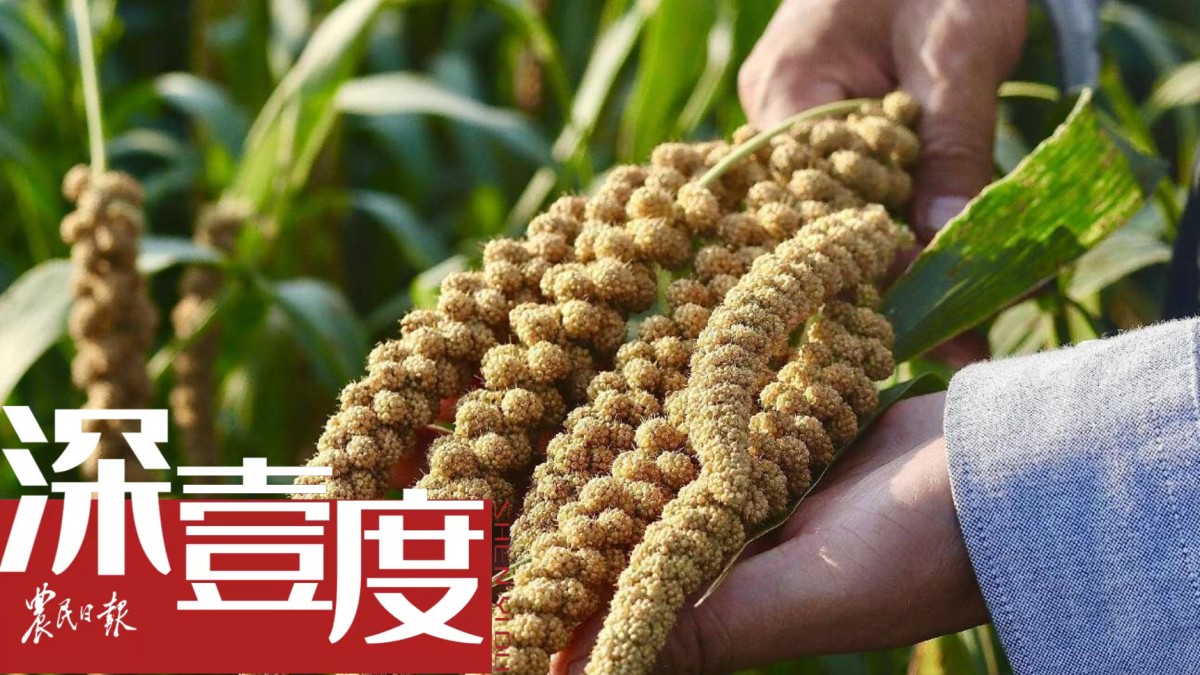 古老的谷子如何“重生”？