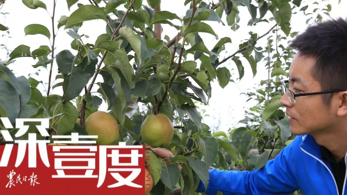 玉露香梨是如何走红的？
