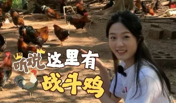 乡村里的好物中国｜听说这里有“战斗鸡”