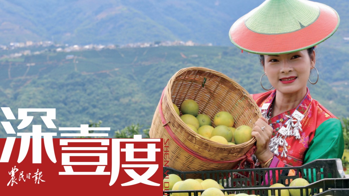 哀牢山冰糖橙如何滋养一座城？