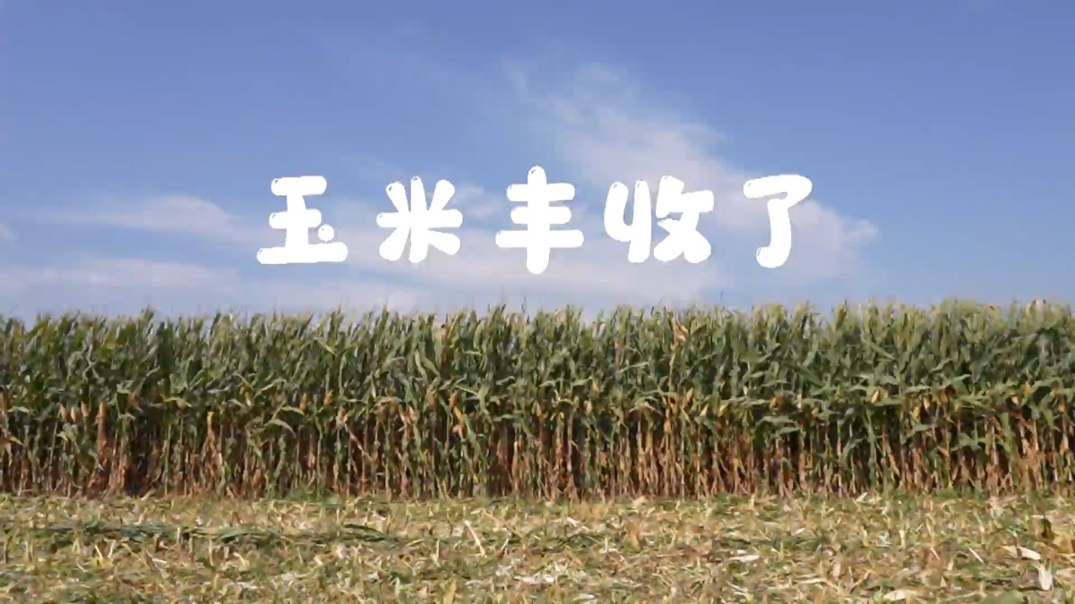 来之不易的玉米丰收
