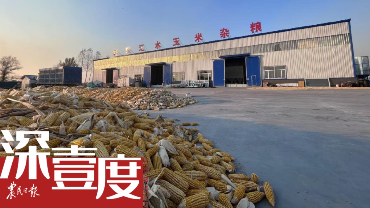 期货如何赋能玉米产业链？