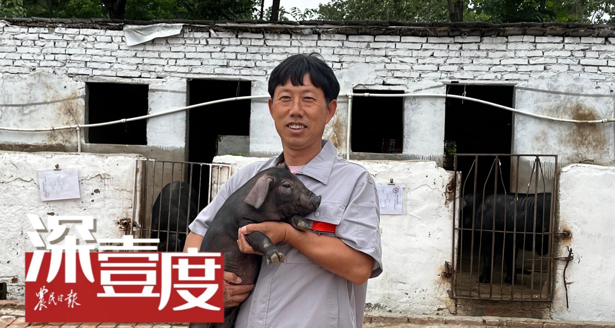 濒危猪品种何以“重出江湖”？