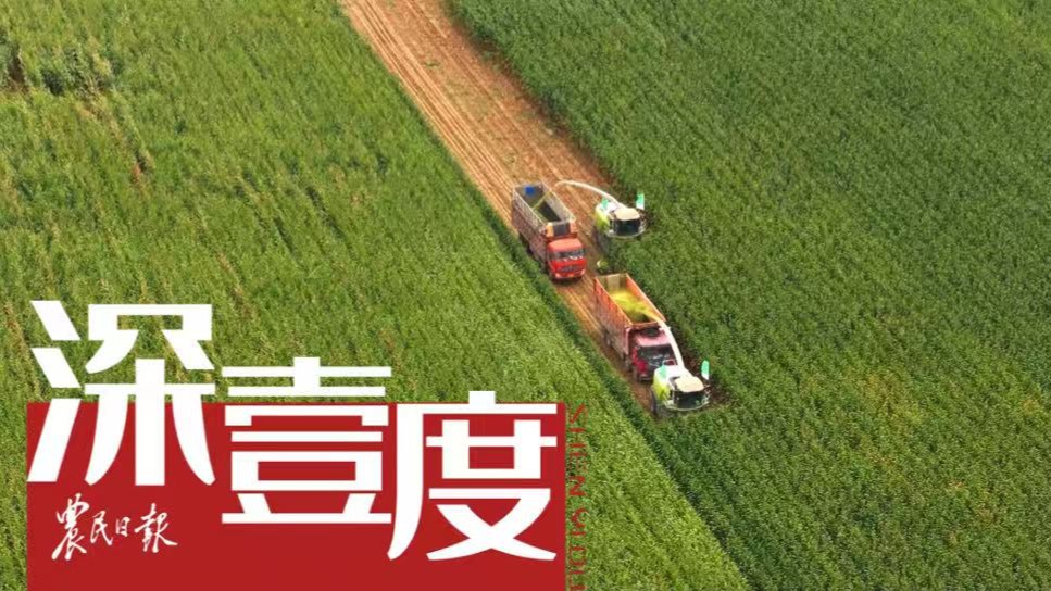盐碱地如何成为未来粮仓？