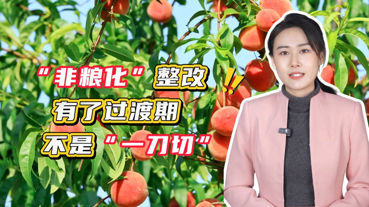 人性化！“非粮化”整改有了过渡期，不是“一刀切”