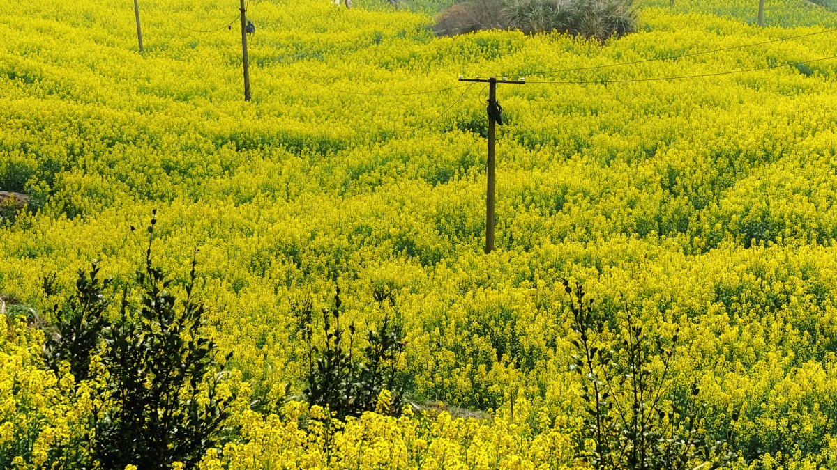 江西南昌：梯田油菜花开出别样风景