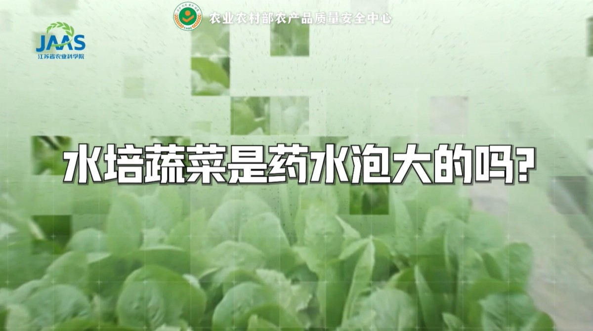 水培蔬菜是药水泡大的吗？