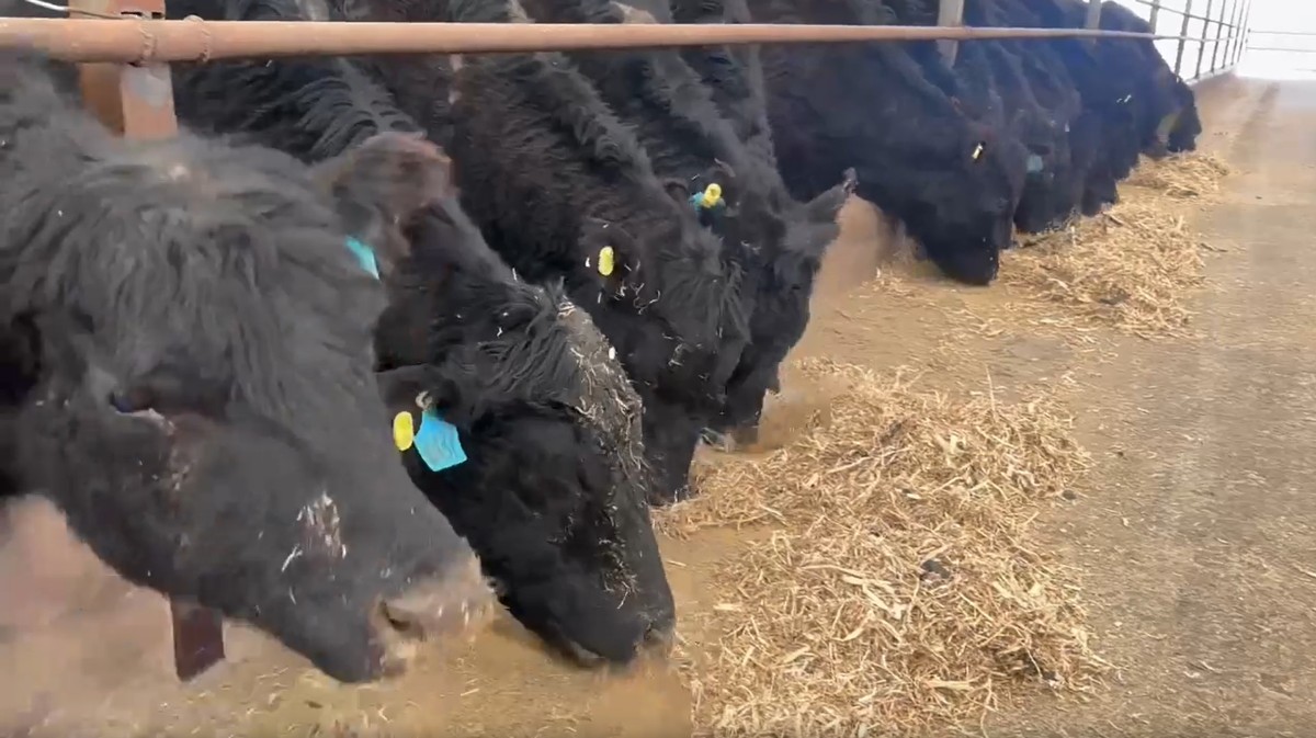 内蒙古乌兰察布市：解决贷款难题 为肉牛养殖产业保驾护航