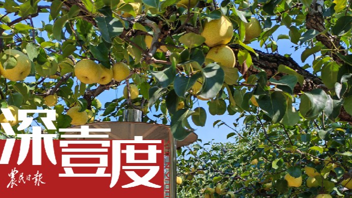 砀山梨之变