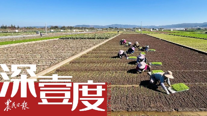 解码“南菜园”——南菜北运云南产地探访