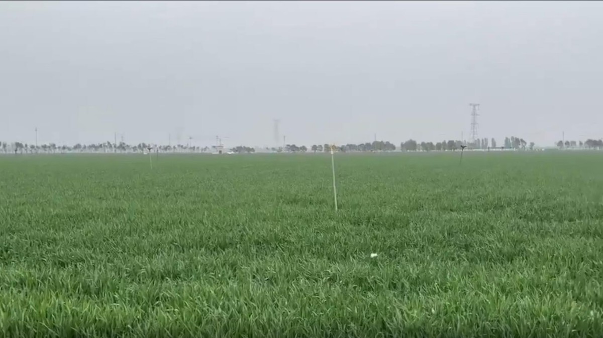田间地头培训忙 示范带动促增产<br>——河南省修武县天道种植专业合作社推广先进适用技术带动农户提升单产