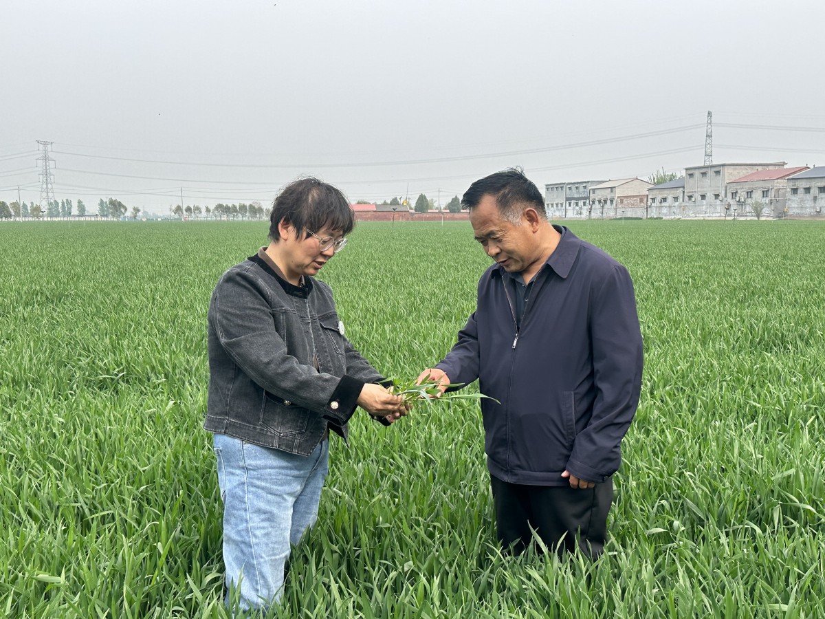 田间培训忙 示范促增产<br>——河南修武县开展绿色高产高效行动带动农户提升种田效益