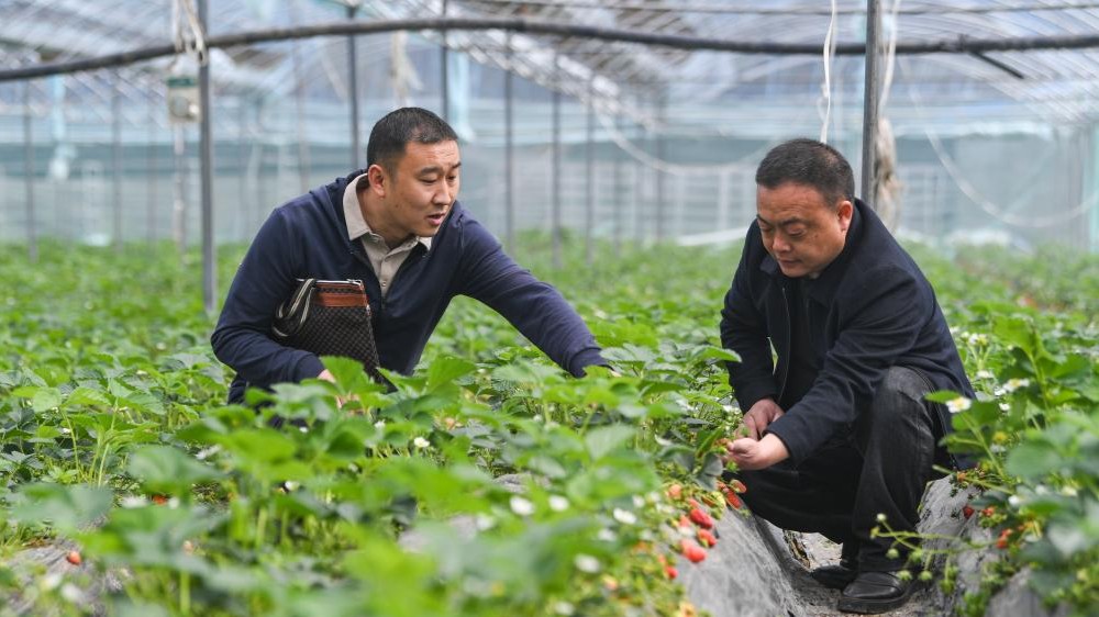 贵州天柱县：选聘职业经理人为村集体经济添智赋能