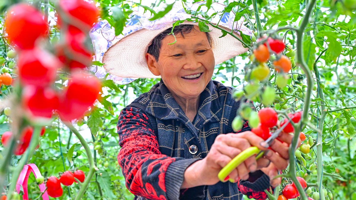 四川仁寿：大棚番茄助农增收