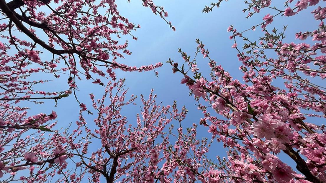从万亩桃花海看农业新图景