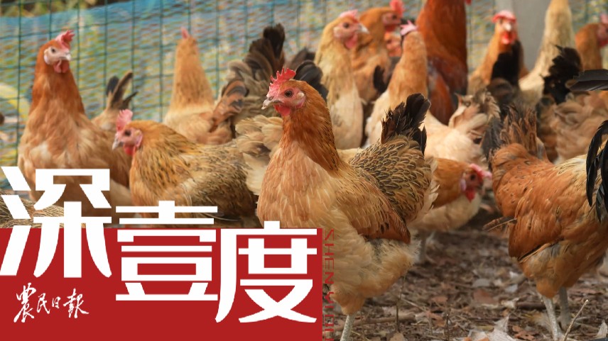 寻回烟台䅟糠鸡，后半场怎么做？
