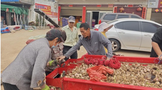 杞县早熟大蒜陆续收获上市