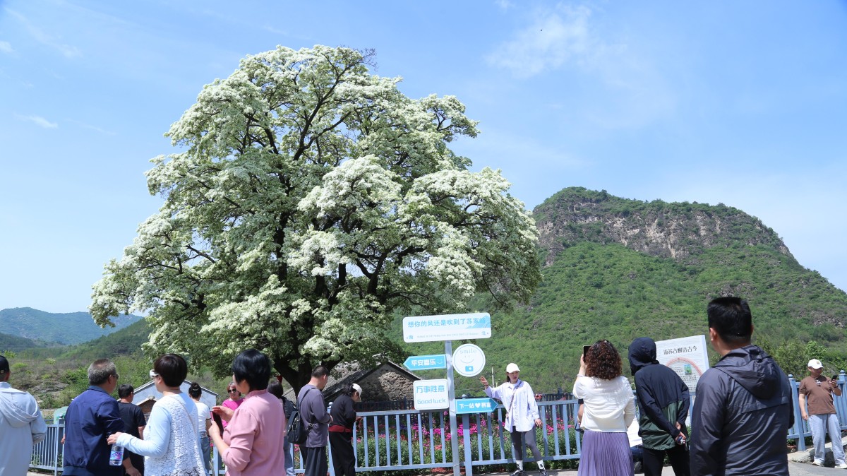 北京580岁古流苏盛放迎客