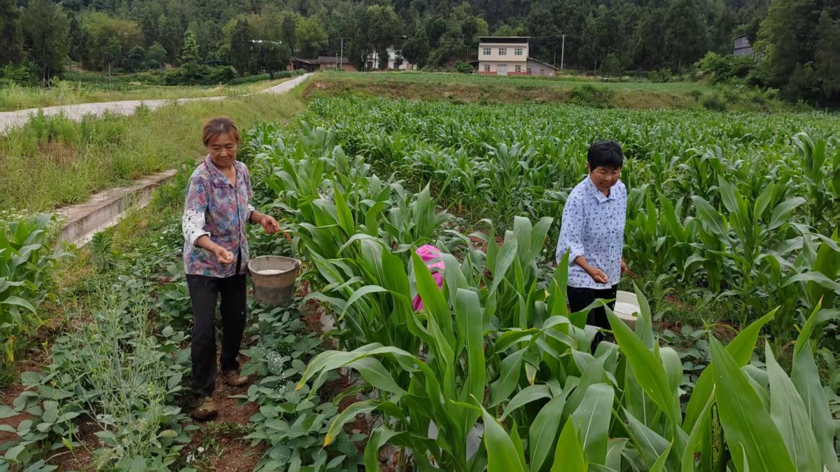 四川巴中恩阳：抢天时，不让一寸土地荒芜